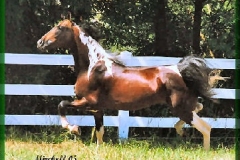 Desi-run-2yr