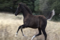 aDkStr
