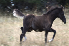 arDkStr