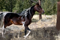 desiRun7658